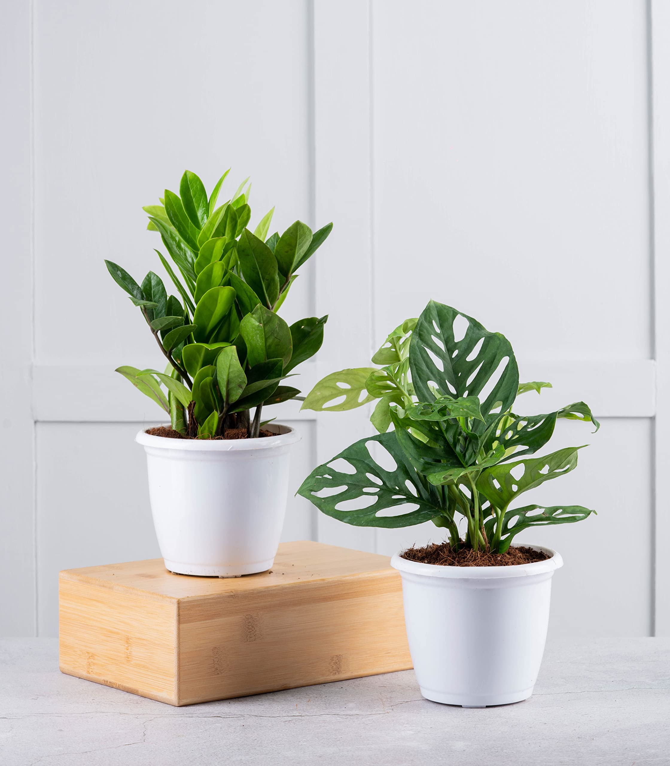 Nurturing Green® Combo of ZZ & Broken Heart Plant in White Plastic
